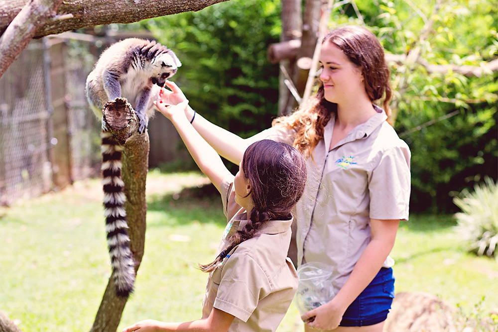 Wildlife Hq Sunshine Coast